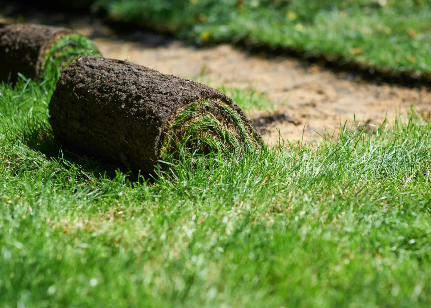 Navigating Common Lawn Issues: Troubleshooting Tips for Baltimore Residents