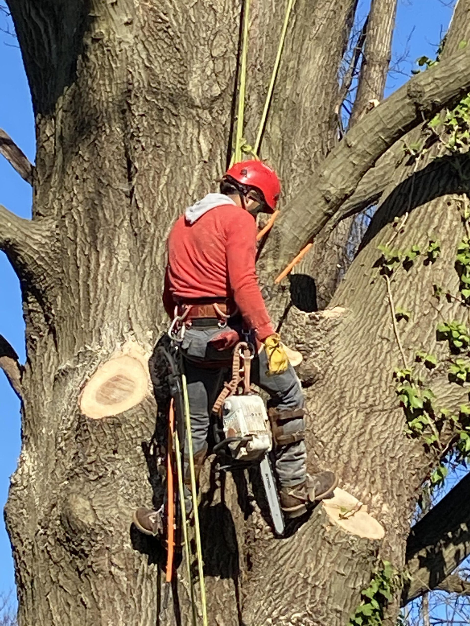 Enhancing Tree Planting Success with Proper Drainage: A Guide by Stokes Tree Solutions, LLC in Fairfax, VA