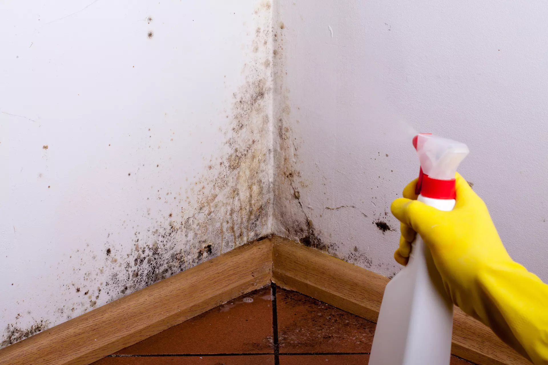 Essential Steps to Take When You Discover Mold in Your NYC Apartment or Residential Property